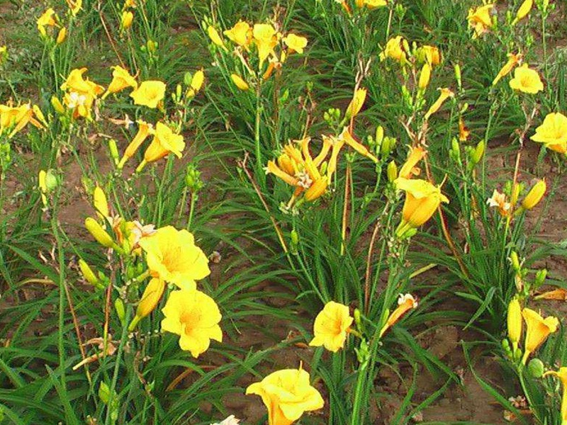 1596026958394982.jpg 3.jpg