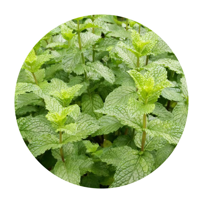 1596375877443639.jpg 50.jpg