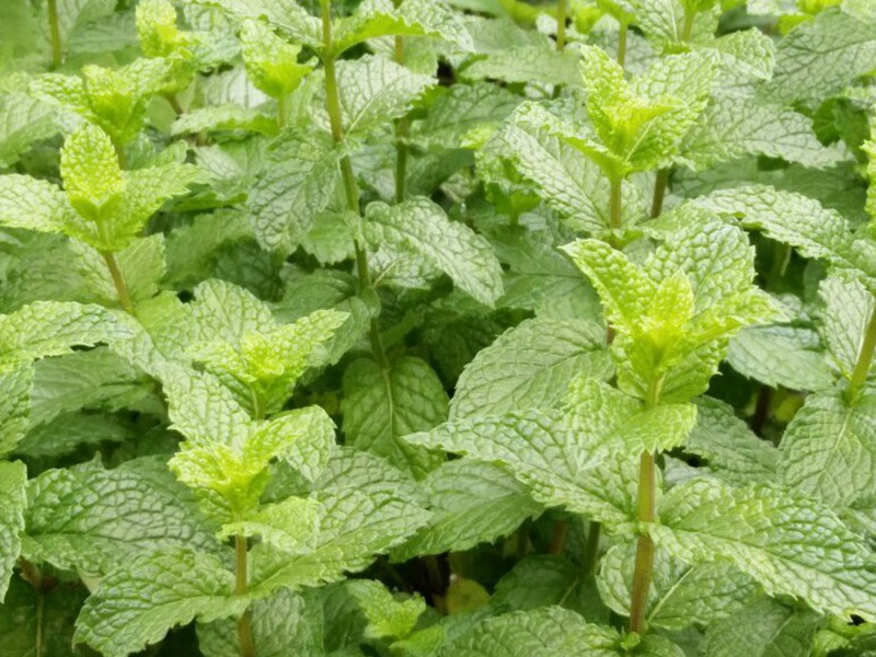 1596545563375576.jpg 3.jpg