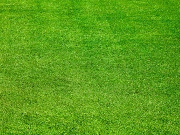 剪股穎包衣種子播種后多久發(fā)芽 剪股穎包衣種子播種后多久發(fā)芽