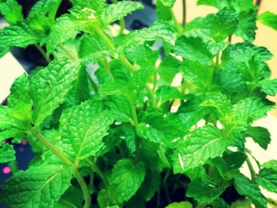 在哪兒可以購(gòu)買得到薄荷進(jìn)口種子？