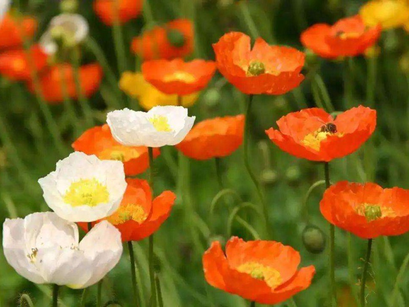 1599454969769855.jpg 4.jpg