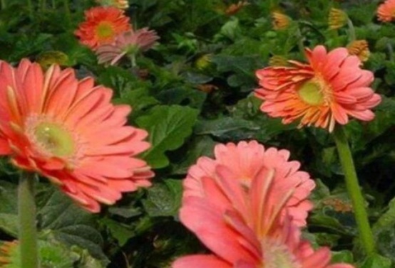 1632131504326672.jpg 1632131504326672.jpg