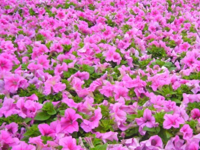 矮牽牛種子什么時候播種最好？