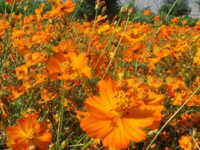 硫華菊種子需要泡嗎？