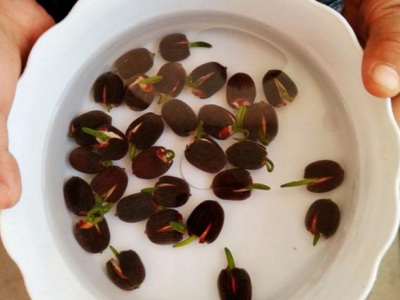 睡蓮種子用溫水泡嗎？