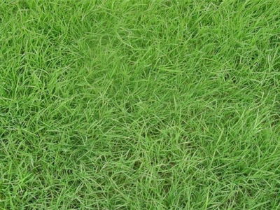 馬尼拉草坪種子多少錢一斤？