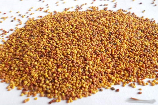 1636593162780923.jpeg 白三葉種子2.jpeg