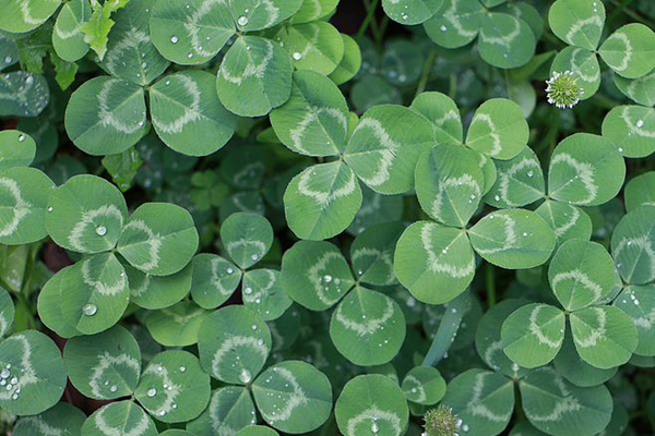 1636593176872053.jpeg 白三葉.jpeg