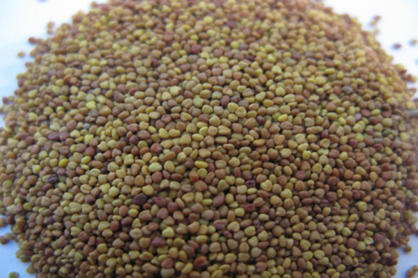 1637927766317575.jpeg 白三葉種子1.jpeg