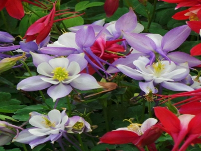 大花耬斗菜花語和寓意是什么？