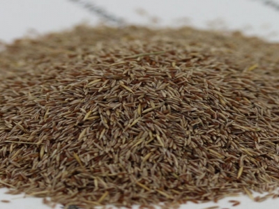 剪股穎種子在哪能買到正宗的？