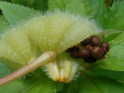 指甲花種子嫩的能種嗎？