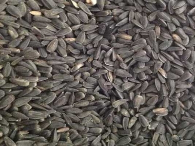 油葵種子可以自己留嗎？