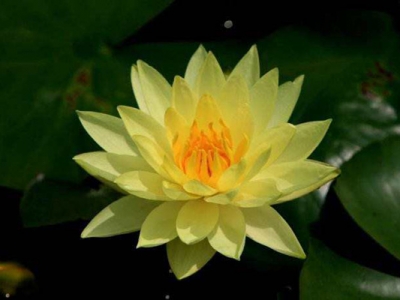 睡蓮種子不開口可以發(fā)芽嗎？