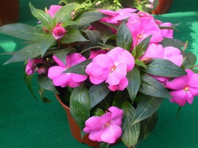 鳳仙花種子七月份可以種嗎？