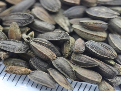 非洲菊種子播種時間是幾月？