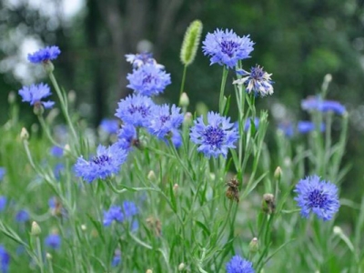 矢車菊種子的種植時間是在什么時候？