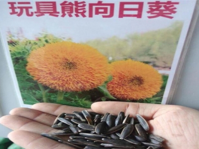 玩具熊向日葵種子生長(zhǎng)周期？