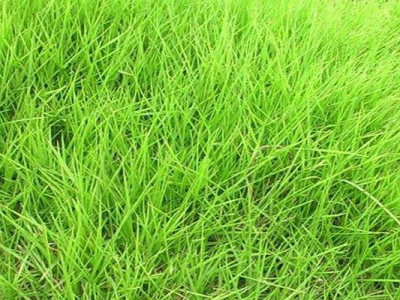 狗牙根草坪跟天鵝絨草坪的區(qū)別是什么？