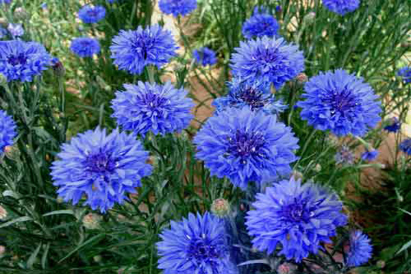 1660637836224169.jpeg 矢車菊1.jpeg