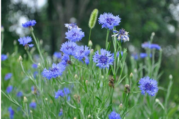 1660637844771219.jpeg 矢車菊2.jpeg