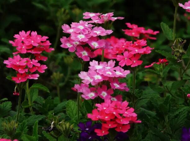 1662301205795512.jpg 4++.jpg