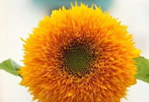 1662563605198972.jpg 7.jpg