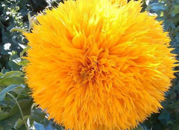 1662563631558967.jpg 7++.jpg