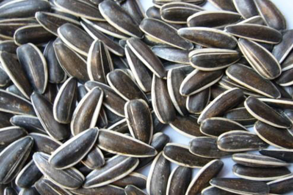 1663659443753560.jpeg 向日葵種子2.jpeg