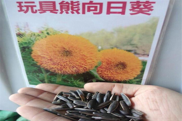 1663664841201871.jpeg 玩具熊向日葵種子.jpeg