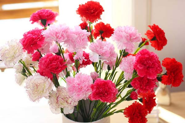 1663682523277910.jpeg 康乃馨1.jpeg