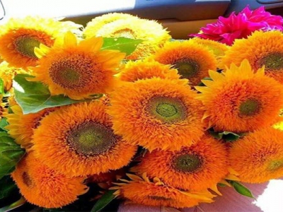 玩具熊向日葵種子幾天出土？