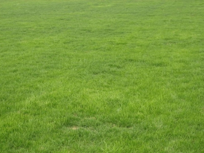 高羊茅種子幾天發(fā)芽？