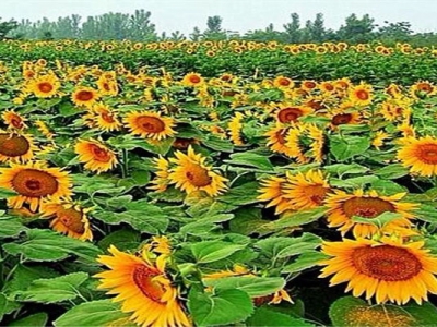 矮向日葵種子幾天發(fā)芽？