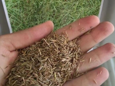 紫羊茅幾天發(fā)芽