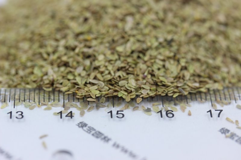 雛菊種子 雛菊種子