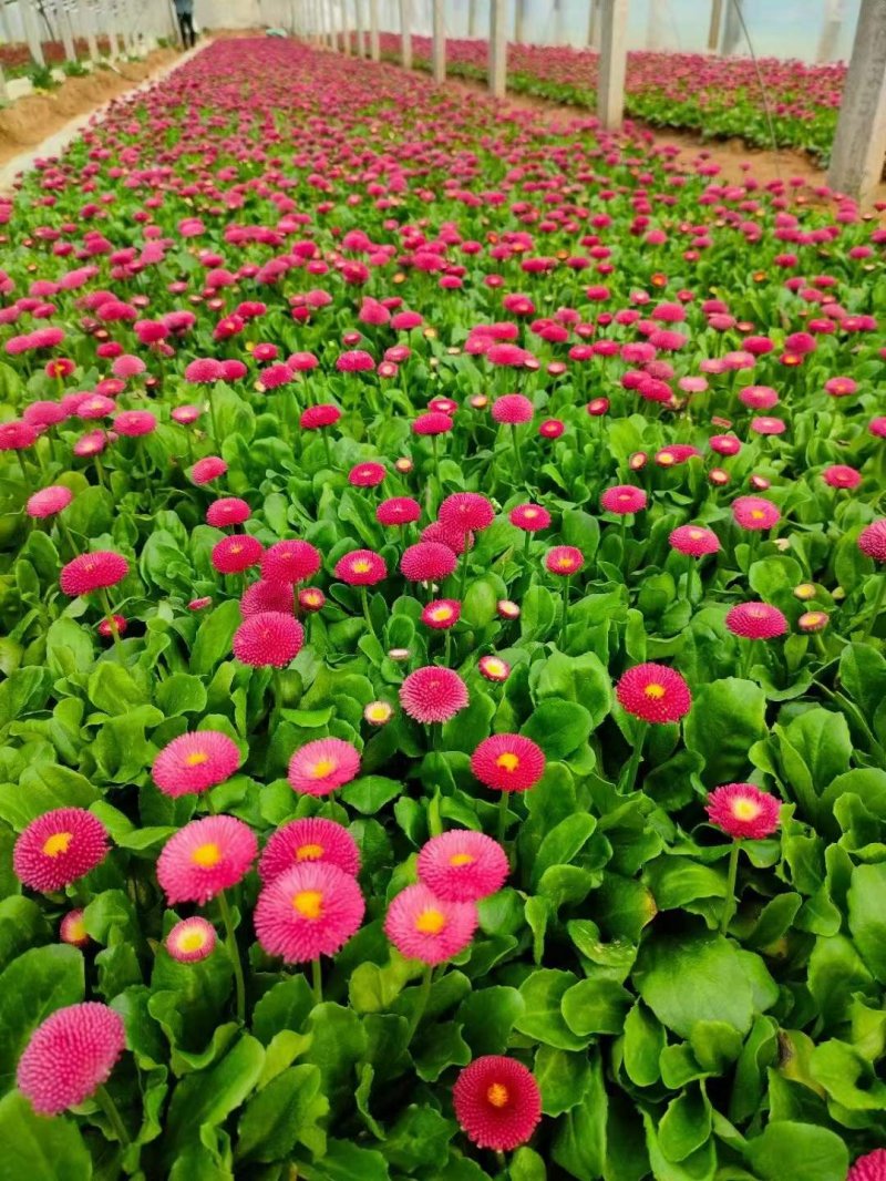 盆栽雛菊苗開(kāi)花圖片 盆栽雛菊苗開(kāi)花圖片