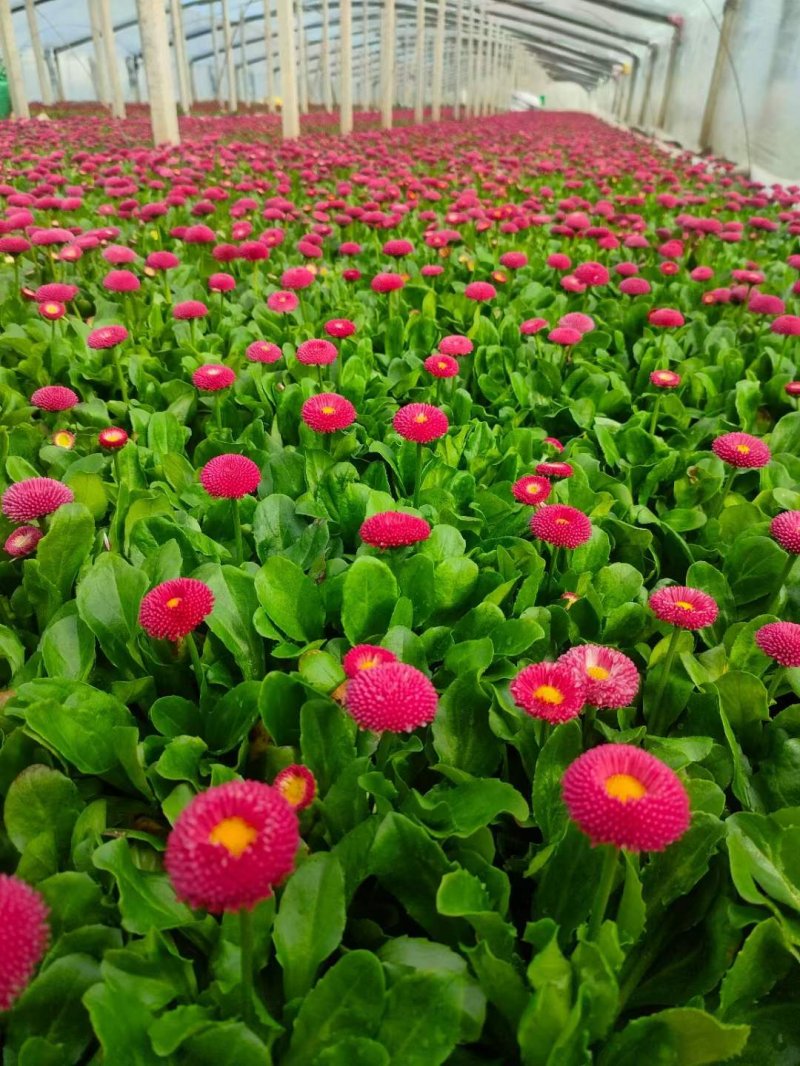 盆栽雛菊苗開(kāi)花圖片 盆栽雛菊苗開(kāi)花圖片