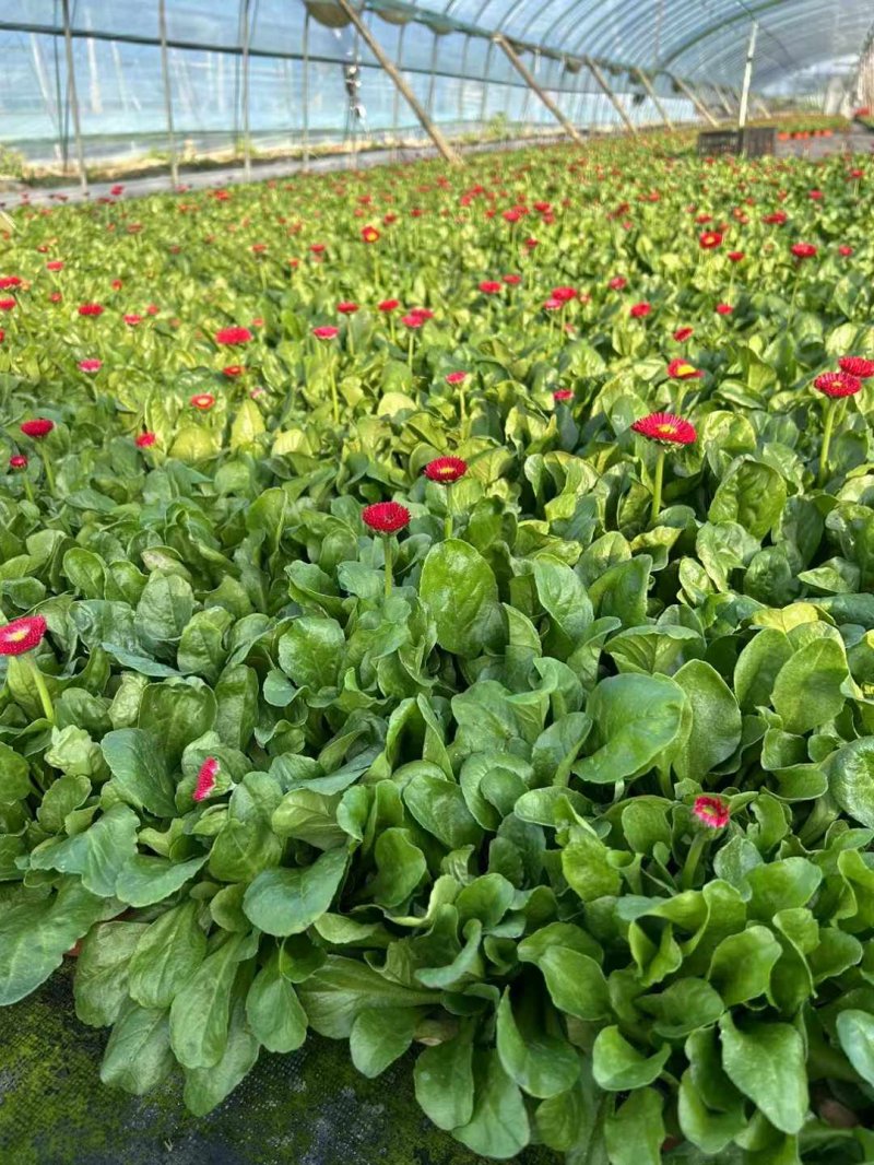 雛菊苗杯苗袋苗盆栽 雛菊苗杯苗袋苗盆栽