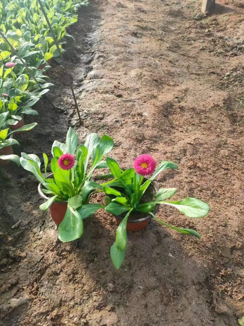 雛菊苗杯苗袋苗盆栽 雛菊苗杯苗袋苗盆栽