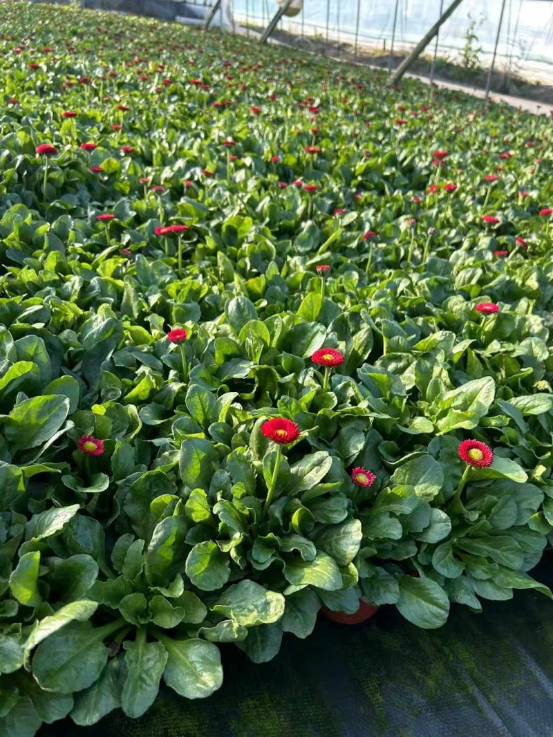 雛菊苗杯苗袋苗盆栽 雛菊苗杯苗袋苗盆栽