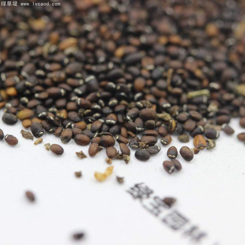 薄荷種子 薄荷種子