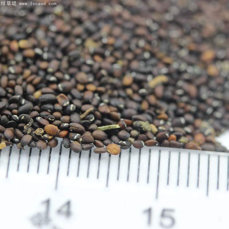 薄荷種子 薄荷種子