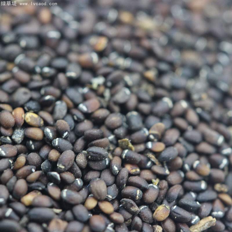 薄荷種子 薄荷種子