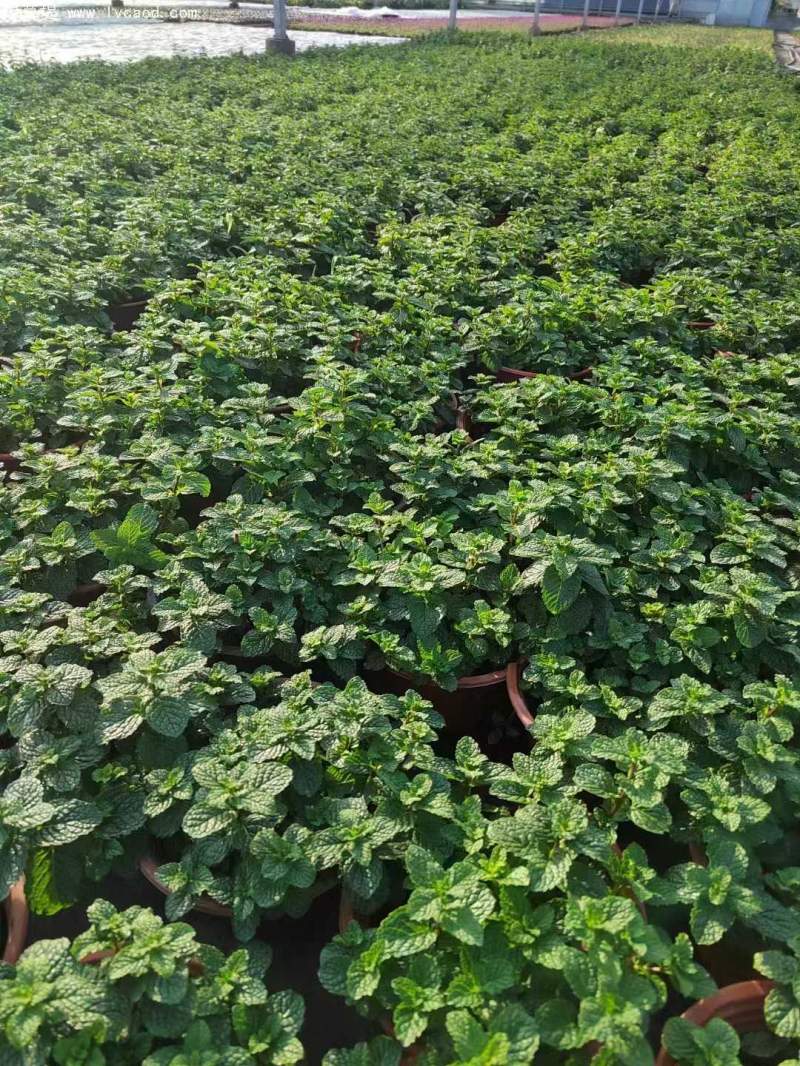 薄荷盆栽 薄荷盆栽