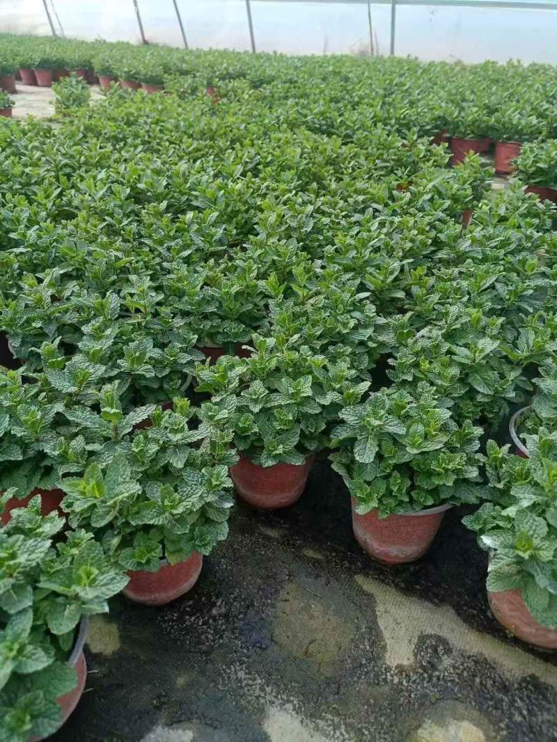 薄荷盆栽 薄荷盆栽