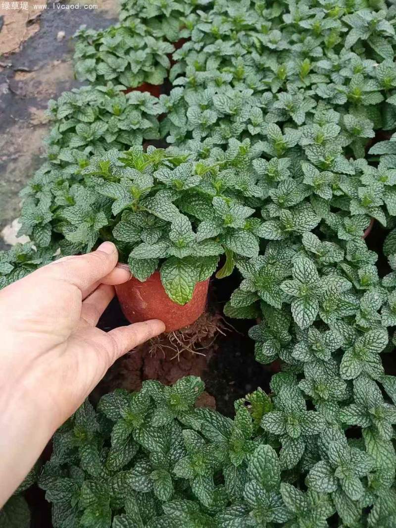 薄荷盆栽 薄荷盆栽