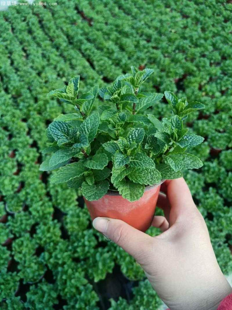 薄荷盆栽 薄荷盆栽