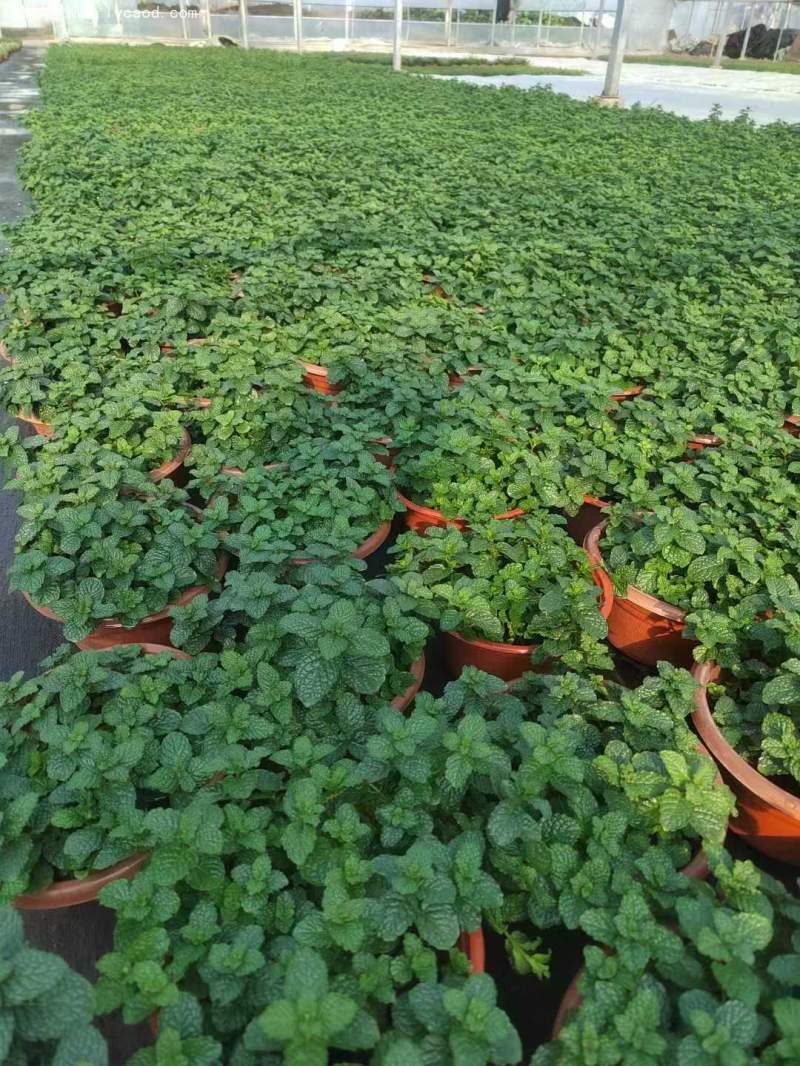 薄荷盆栽 薄荷盆栽